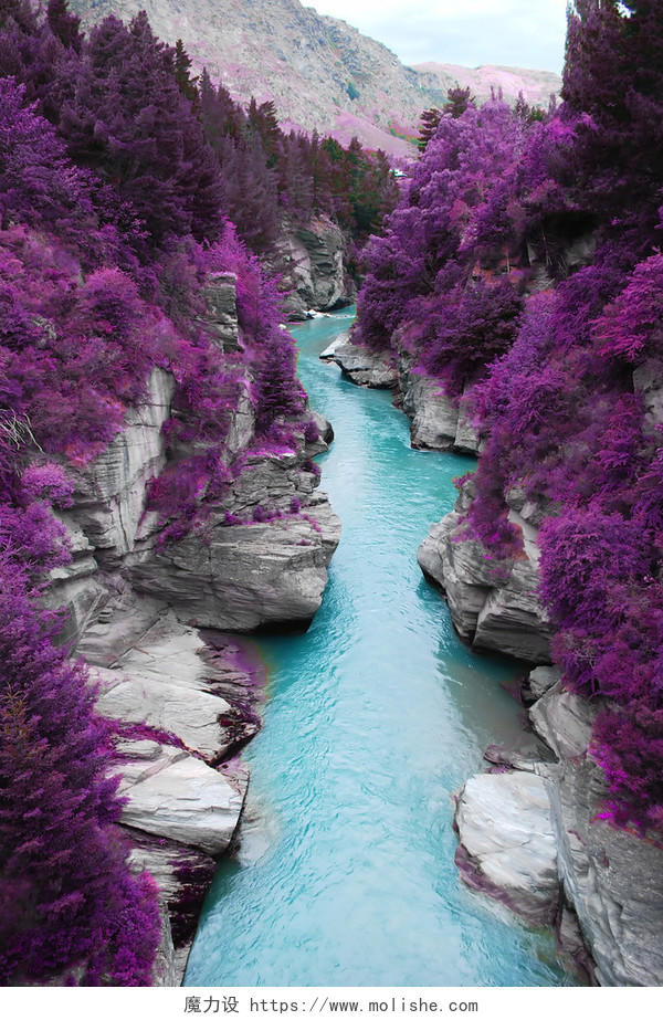 紫色森林和蓝色河流